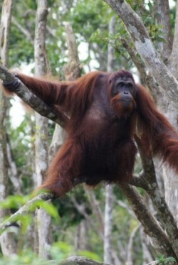 orang-BOS-300x450.jpg